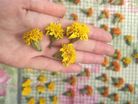 20 Yellow Marigold Dried Flower Heads Dried Decoration Etsy