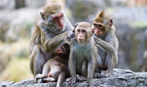 Monkeys Genetically Modified To Show Autism Like Behavior Asian