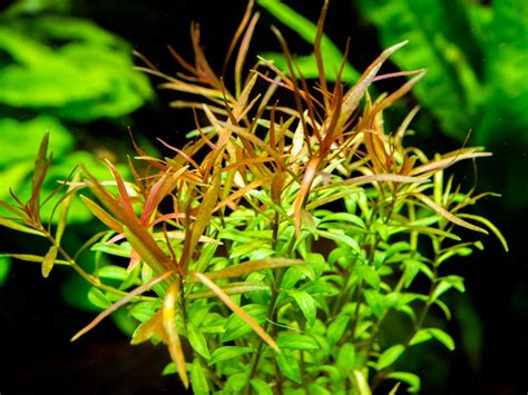 Needle Leaf Ludwigia Ludwigia Arcuata Bunched