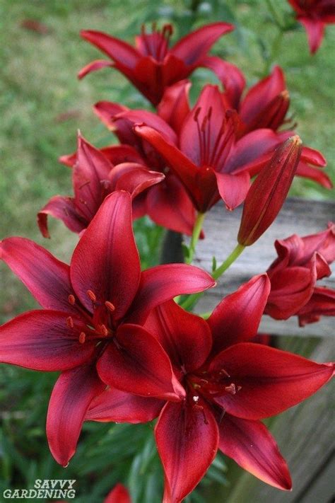 Types Of Lilies 8 Beautiful Cold Hardy Choices For The Garden Types