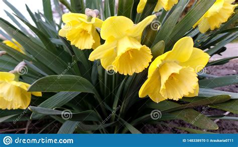 A Group Of Yellow Daffodils In The Spring Garden Stock Photo Image Of