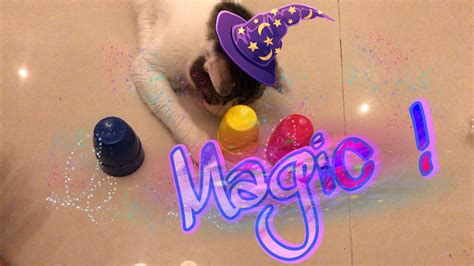 Meet The Magician Cat Youtube