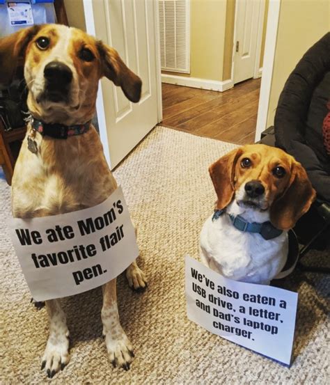 Here are facts to consider when you're wonde. Pet Shaming (33 pics)