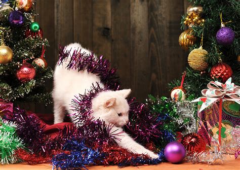 Why Do Cats Love Christmas Trees