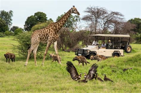Luxury Botswana Safari Mombo Camp Game Drives Wildlife