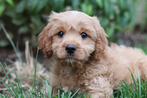 Cavapoo Puppies Breed Information And Puppies For Sale
