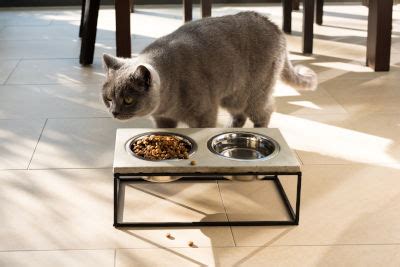 A feline veterinarian takes a look at what really causes them, and impaired motility of the gut would account for the balling up of hair that should pass right through, if we feed our cat science diet cd due to urinary issues (bladder stones). 3 Best High Cat Feeding Tables (Pupteck vs Foreyy vs ...