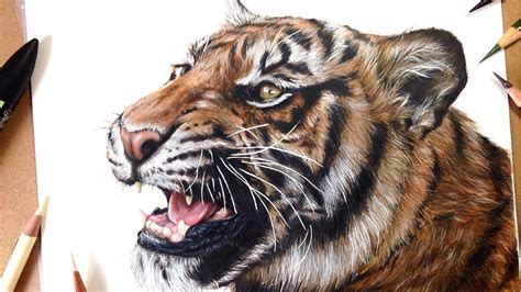 How To Draw A Realistic Tiger Marker Coloured Pencil Drawing