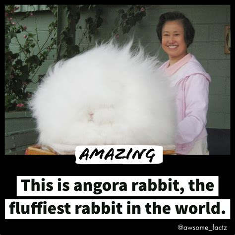 Fluffiest Rabbit In The World Fluffy Rabbit Angora Rabbit Awsome