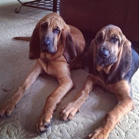 14 Pictures Only Bloodhound Owners Will Think Are Funny Page 5 Of 5