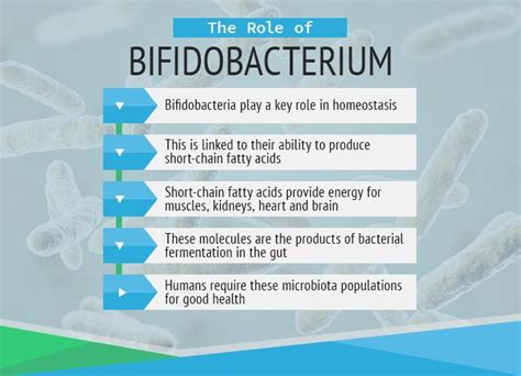 All You Need To Know About Bifidobacterium Specialty Enzymes