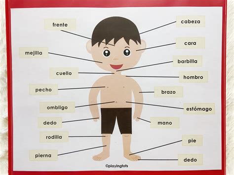 Body Parts Printable In Spanish Toddler Busy Books Activity F68