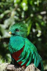 Browse 5,277 sikkim stock photos and images available or search for sikkim ecotourism to. Pin on Quetzal bird, Quetzals, The Resplendent Quetzal ...