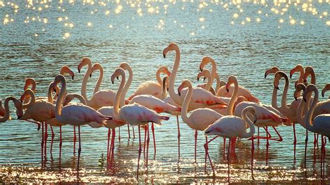 Hd Wallpaper Flock Of Pink Flamingos On Body Of Water At Daytime