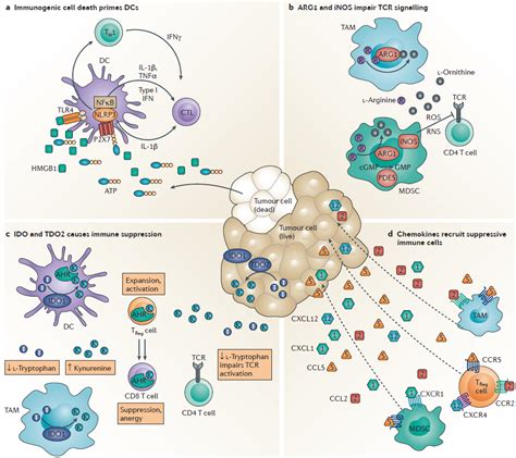 Immuno Oncology Cell Based Assays Creative Bioarray