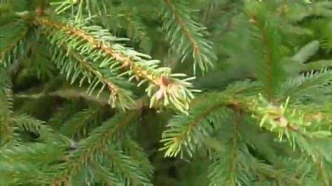 Nordman Fir V Spruce Christmas Tree Youtube