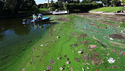 New Health Questions Raised By Fgcu Research On Toxic Algae Dust