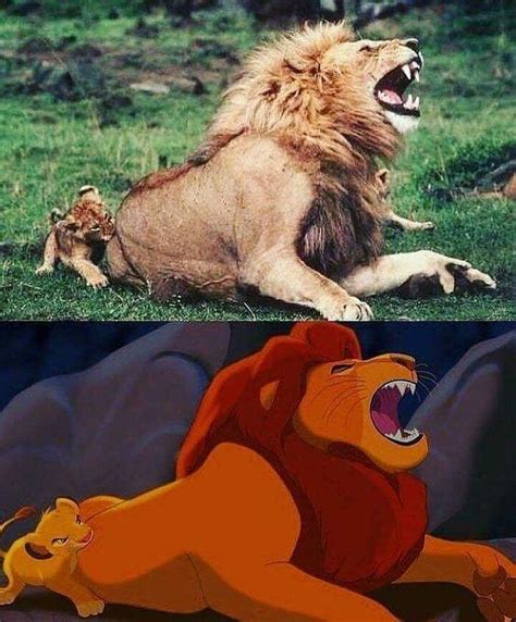 10 Best Funny Animal Photos For Sunday Lion King Funny Lion King Fan