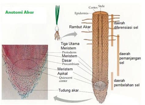 Mengenali Struktur Anatomi Akar Tumbuhan Dan Bagian Bagiannya The