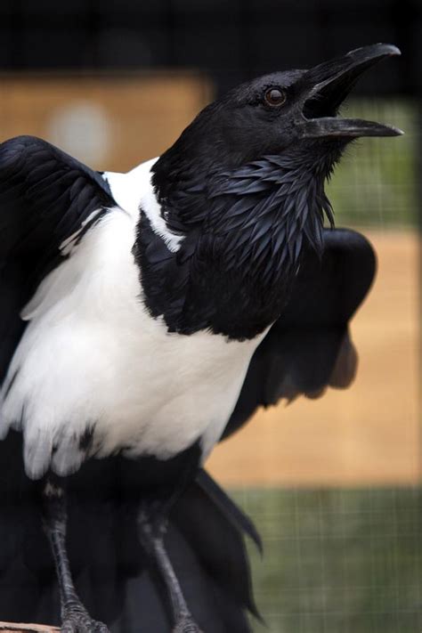 African Pied Crow Photograph By Brittney Powers Fine Art America