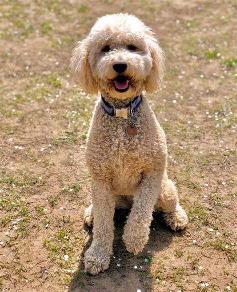 How much do teacup poodle puppies cost? Goldendoodle Size Full Grown: How Big Do Goldendoodles Get ...
