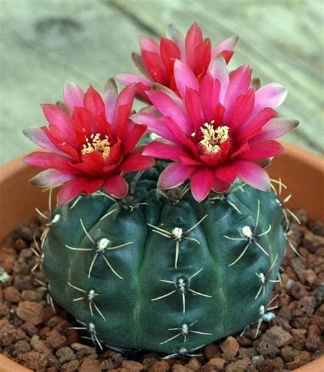 Cactus Farm Easter Cactus Cactus Garden Cactus Cactus Cacti Stone