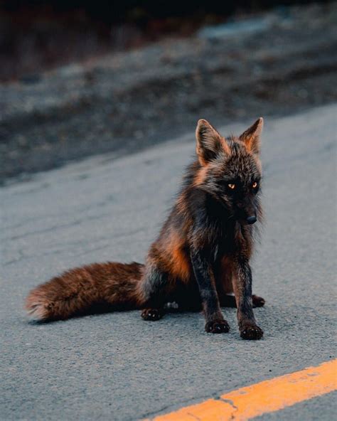 Rare Melanistic Fox Spotted In The Wild