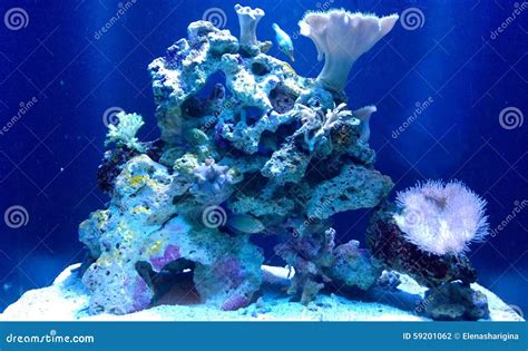 Ocean Coral Reef In Blue Light Stock Photo Image Of Corals Blue