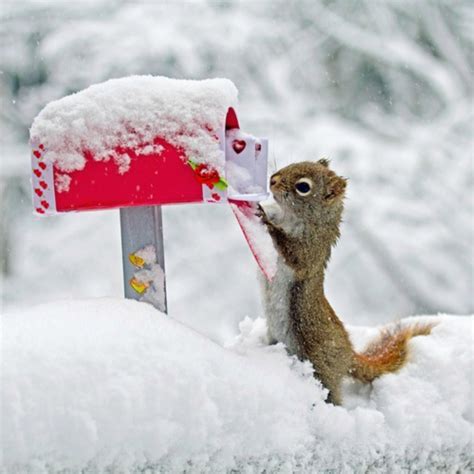 Squirrel Playing In Snow Funny Picture Cute Animals Squirrel Funny