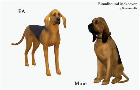 Blue Ancolia Bloodhound Dog Makeover Here Is Caesar A Focused