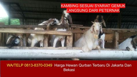 Jual Hewan Qurban Kambing & Sapi Di Jakarta - Bekasi - Akbar Aqiqah