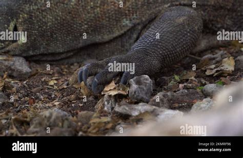 Komodo Dragon Foot With Claws While Resting On Wilds In Bali Indonesia