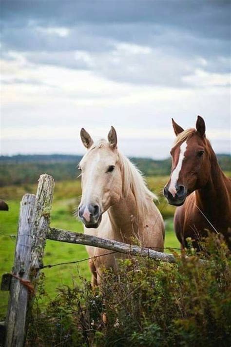 In The Pasture Horses Beautiful Horses Two Horses
