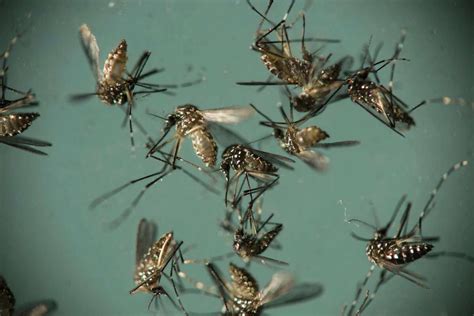 Four More People In Brownsville Test Positive For Zika Virus