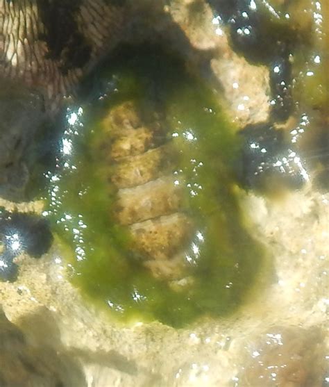 Can Anyone Help Me Identify This Marine Filamentous Algae Researchgate