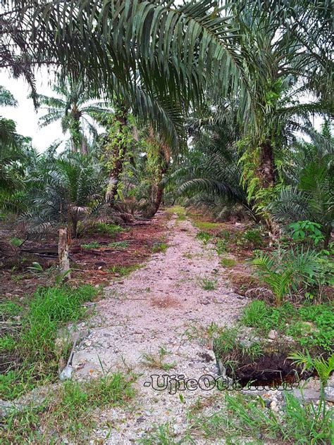 Tanaman kelapa sawit adalah tanaman penghasil minyak nabati yang dapat menjadi andalan dimasa depan karena berbagai kegunaannya bagi kebutuhan manusia. Titian Perjalanan: Kelapa Sawit dan Tanah Gambut