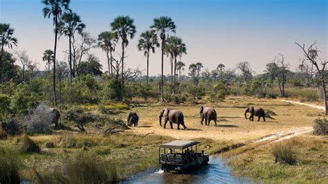 What To Expect On Safari In Botswana Andbeyond