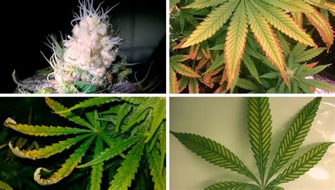 Light Burn Light Stress In Cannabis Plants Mr Grow It