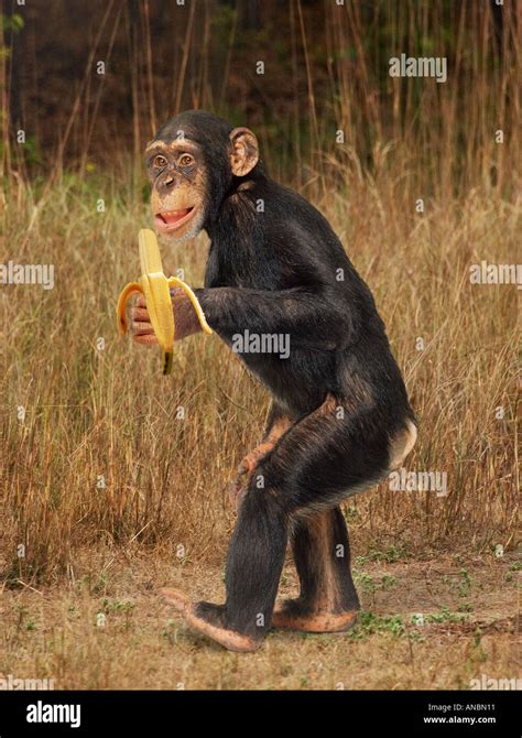 Eastern Chimpanzee Pan Troglodytes Young Eating A Banana Stock Photo