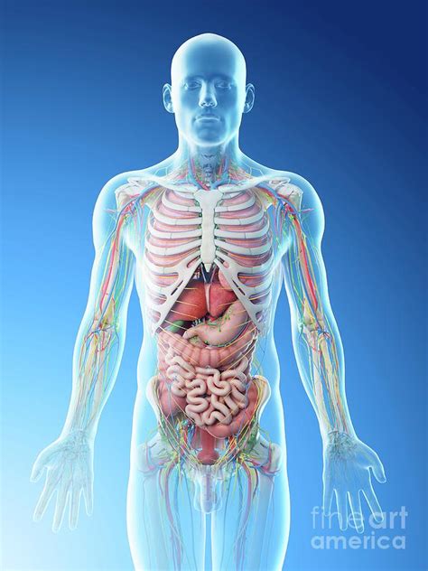 Upper Torso Anatomy Organs Male Upper Body Anatomy And Internal