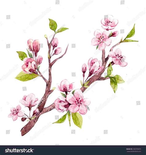 Sakura Flower Drawing At Explore Collection Of