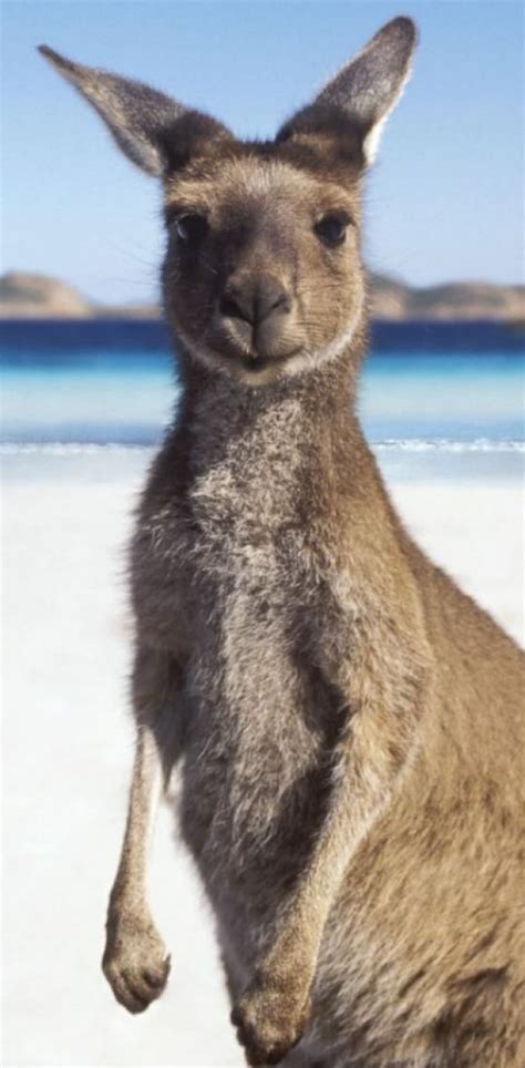 Beautiful Kangaroo On The Beach Animals Animals Beautiful