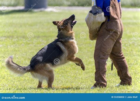 German Shepherd In K 9 Police Training Stock Photo Image Of Police