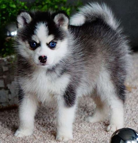 We specialize in top quality pomskies! Pomsky Puppies For Sale | Miami, FL #266141 | Petzlover