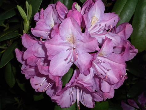A Meek Perspective: Rhododendron Bush