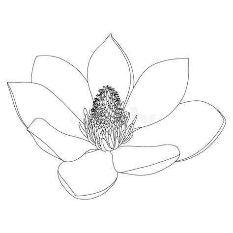 Dibujo De Una Flor Magnolia Sobre Fondo Blanco Botánica Floral Dibujo