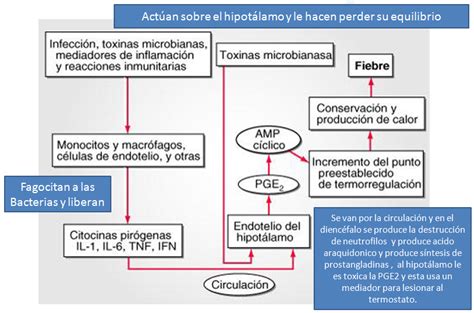 Aprende A Diferenciar Los Diferentes Patrones De Fiebre Medicina