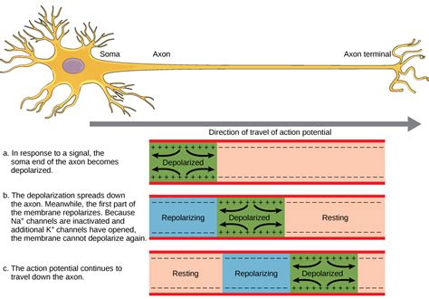 How Neurons Communicate Bio103 Human Biology
