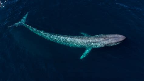 Blue Whales The Most Enormous Creatures On Earth Live Science