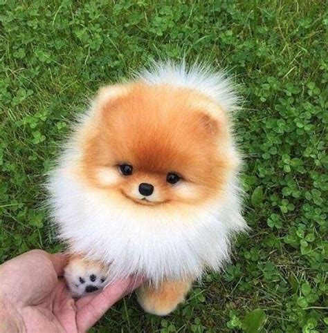 Visualizza altre idee su cagnolini, animali, cuccioli. Pin su Animali divertenti
